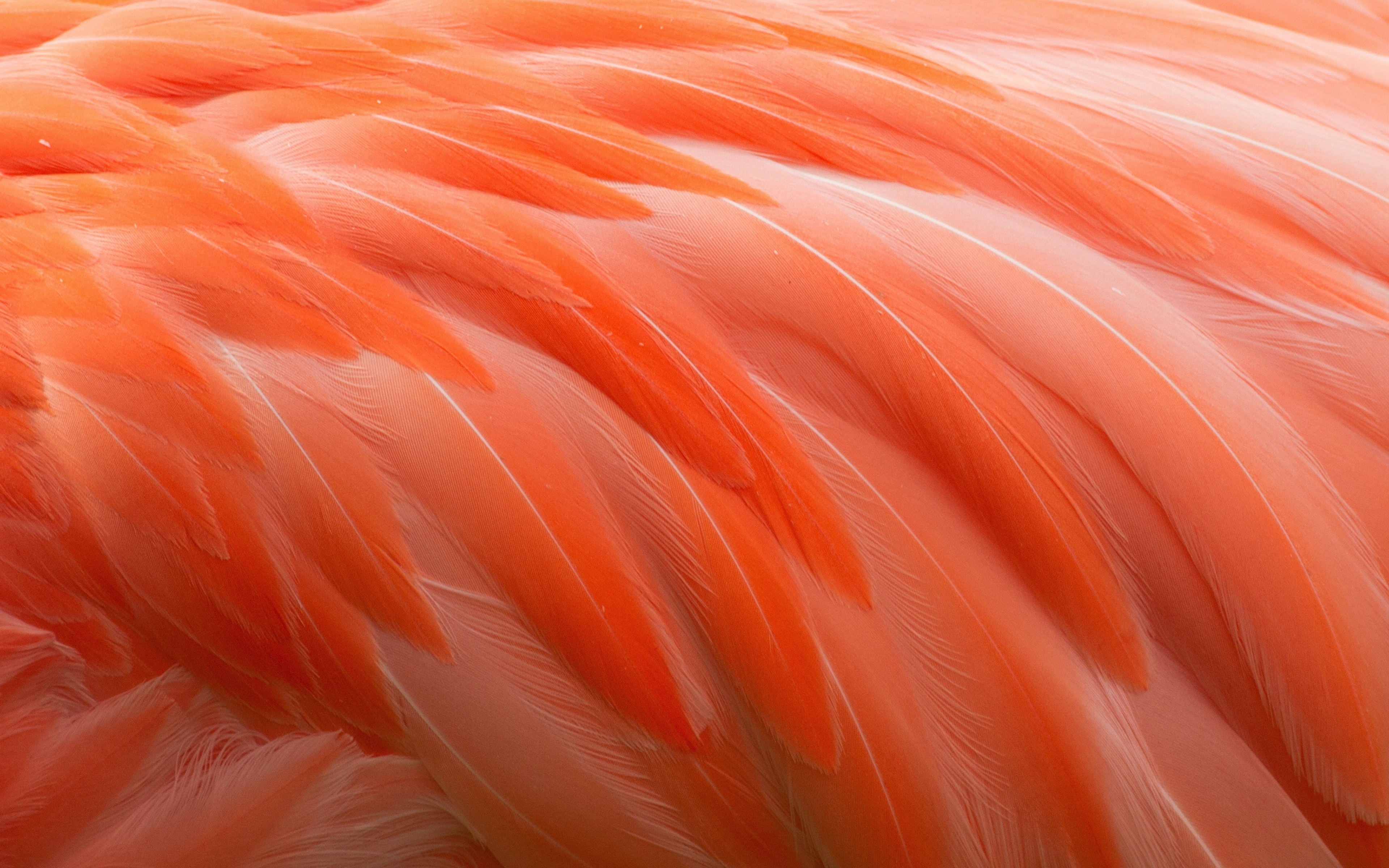 Wallpaper Flamingo Orange Macro Feathers