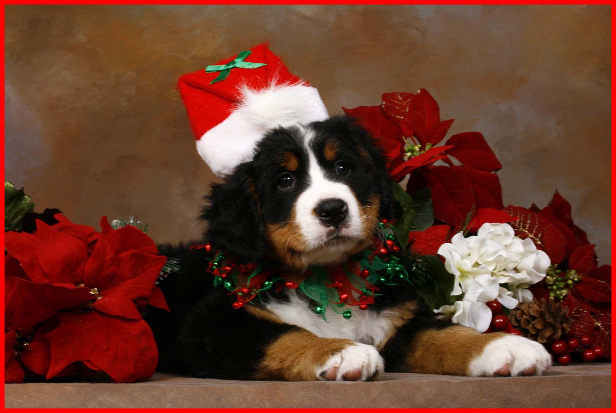 Christmas Dog Puter Wallpaper Picture Picserio