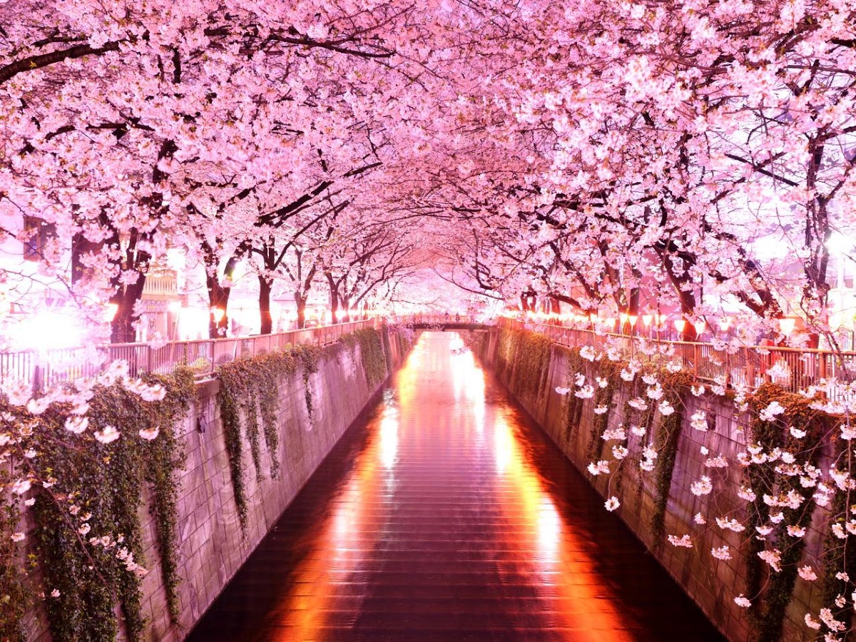 Sakura Flowers Live Wallpaper Android Apps On Google Play