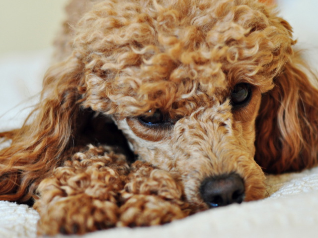 Poodle Wallpaper And Image Pictures Photos