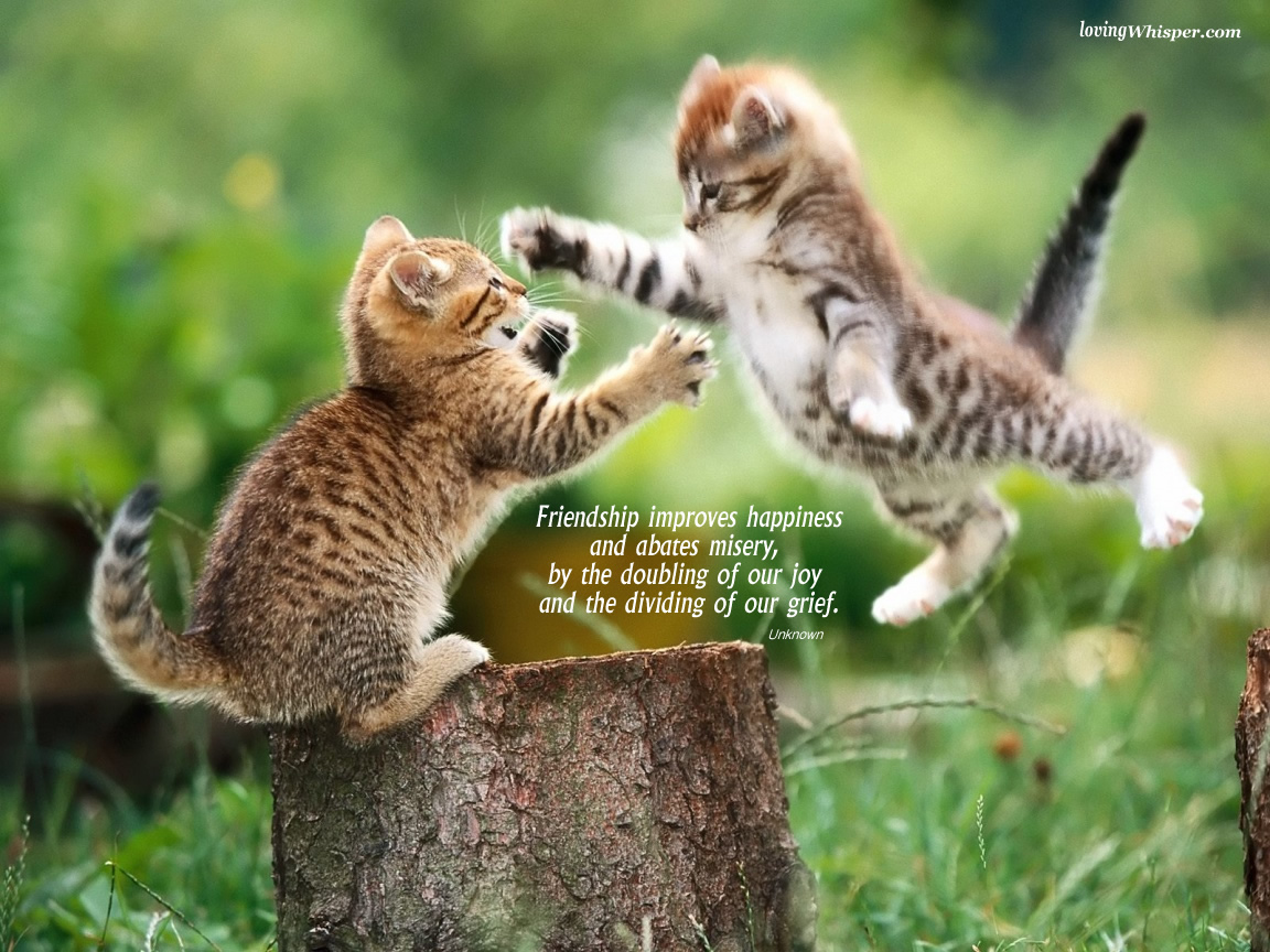Go Back Image For Cute Animals With Quotes