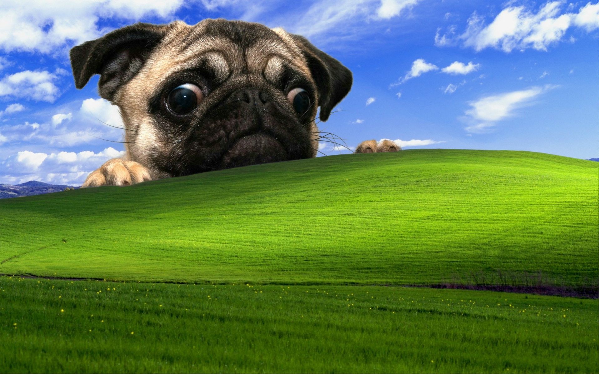 Windows Xp Pug Dog Wallpaper HD Desktop And Mobile Background