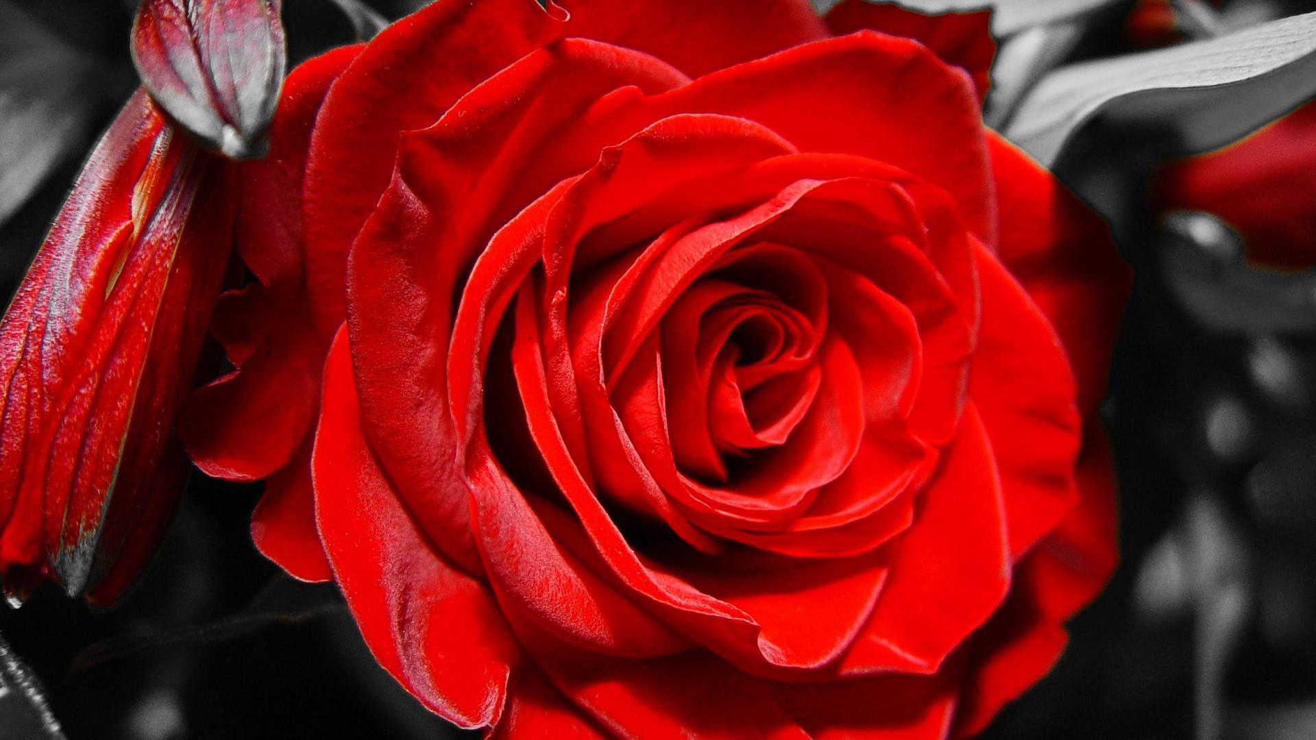 Red rose on black and white background on March 8 wallpapers and