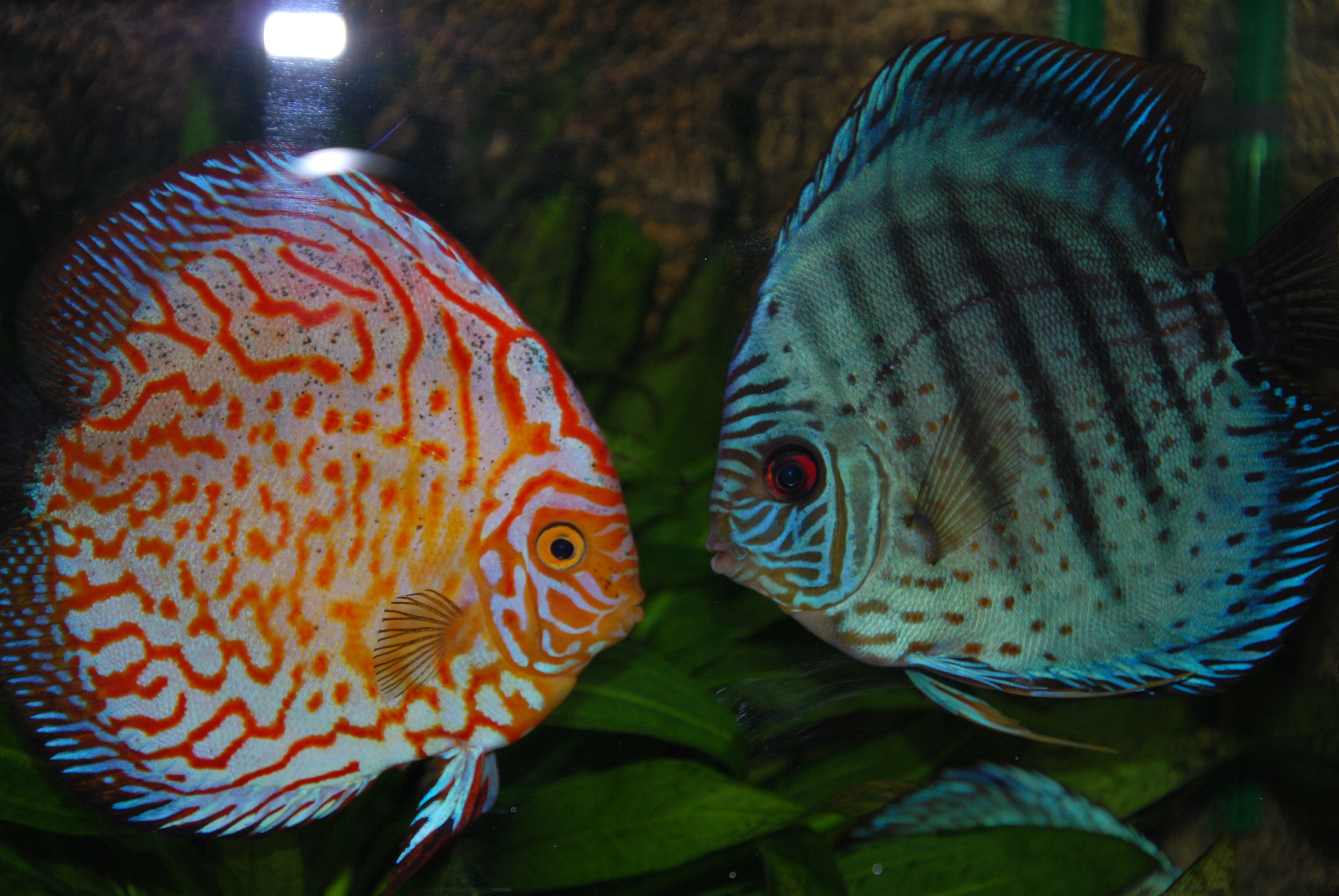 Two Grace Discus Photo And Wallpaper Cute Pictures