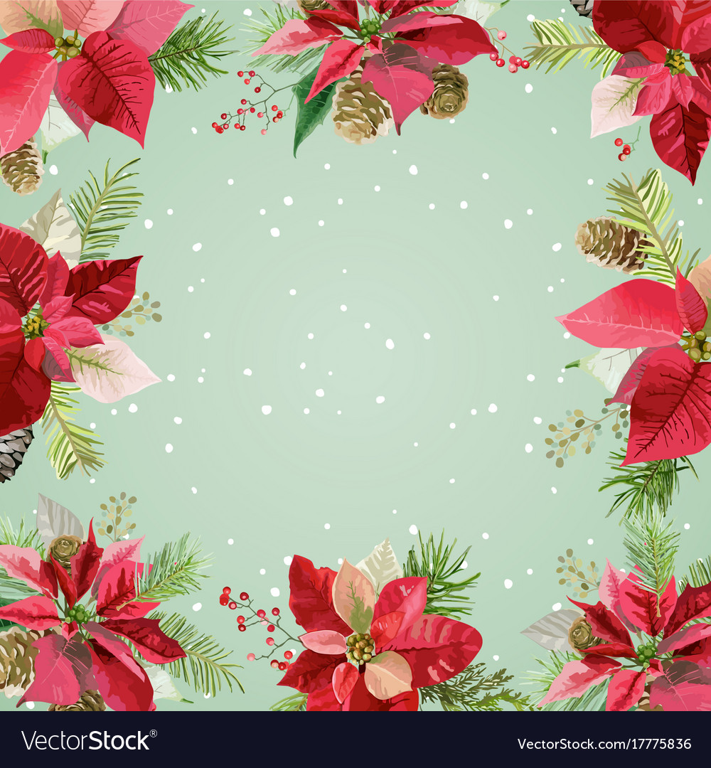 Christmas Winter Poinsettia Flowers Background Vector Image