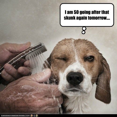 Funny Beagle Pictures With Captions Recaption See All