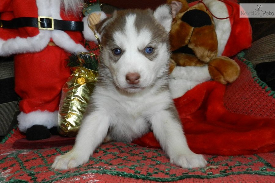 Siberian Husky Puppy For Sale Near St Louis Missouri 909bdf29