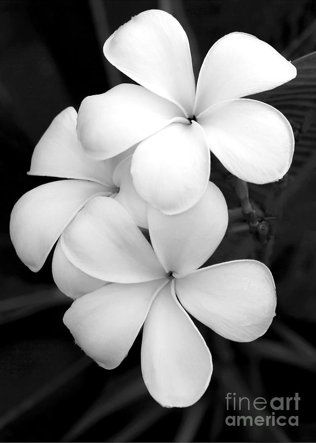 Three Plumeria Flowers In Black And White By Sabrina L Ryan