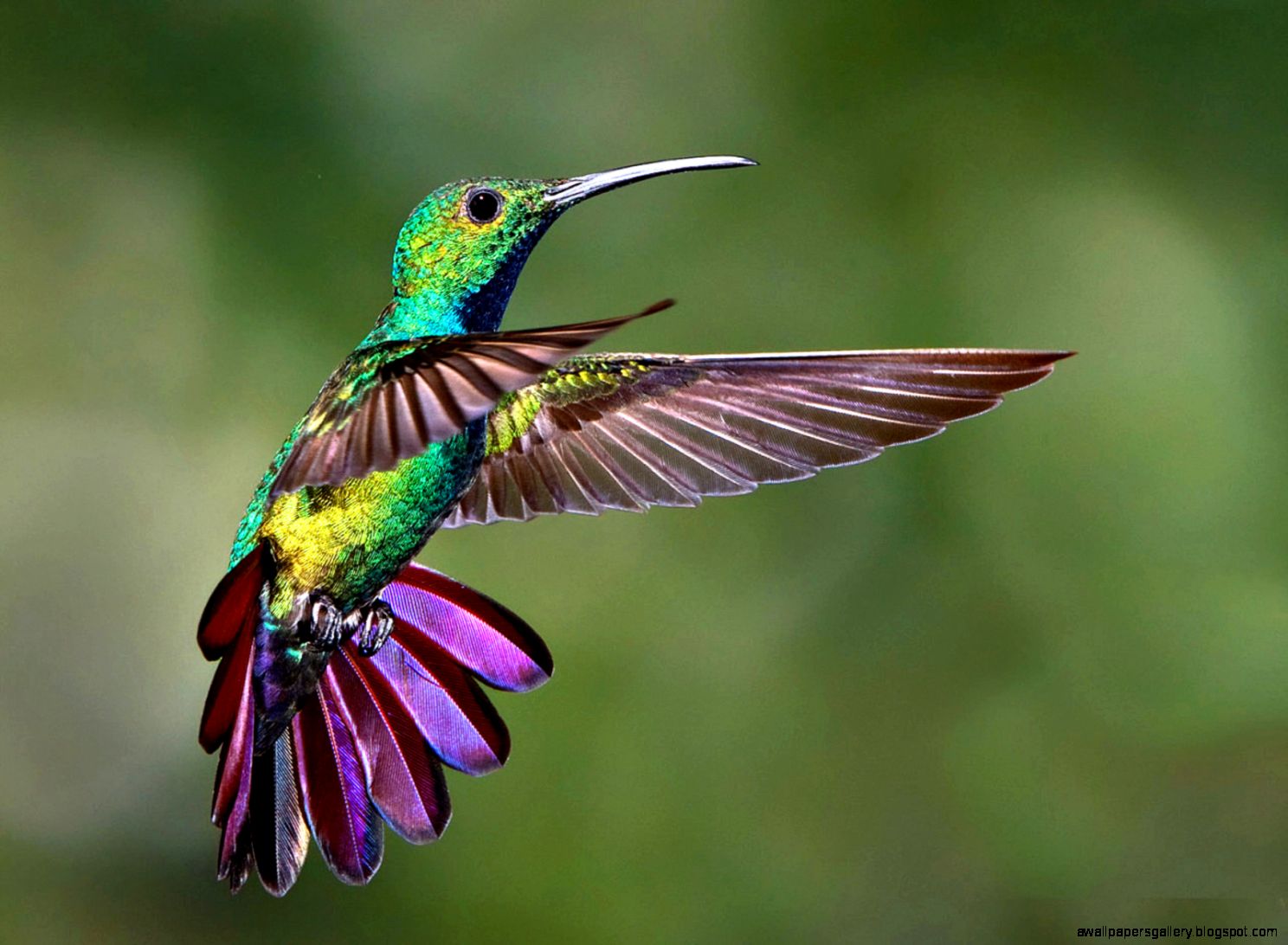 Colorful Hummingbird Desktop