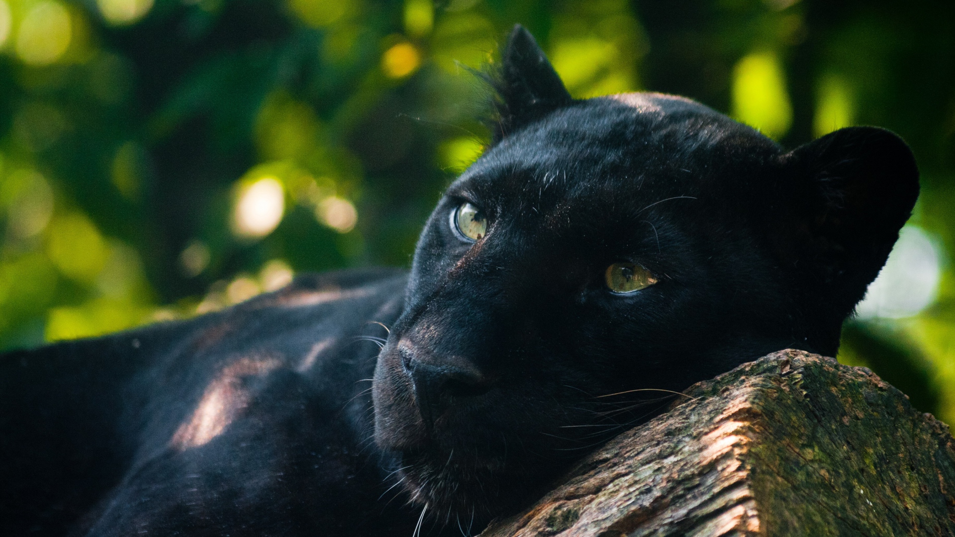 Wallpaper Panther Timber Lying Predator Full HD 1080p