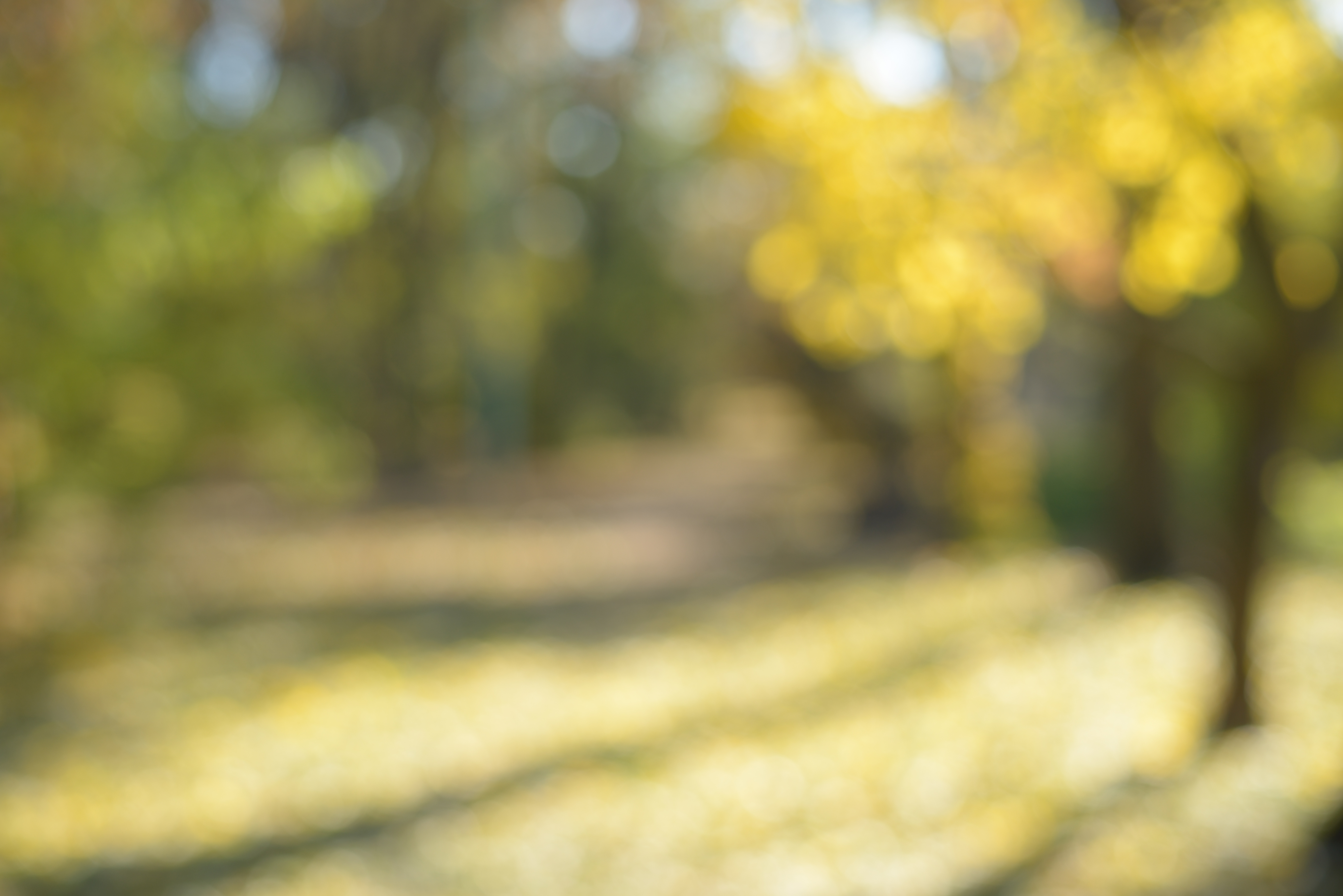  Download Blurred Background Of Autumn Park In Sunny Day Civil By