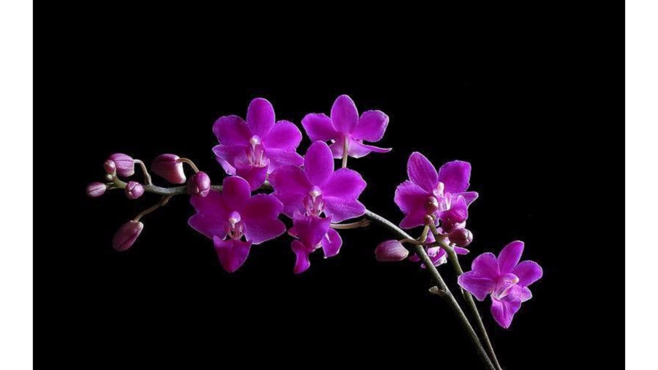 Pics Photos Orchid Phalaenopsis Wallpaper