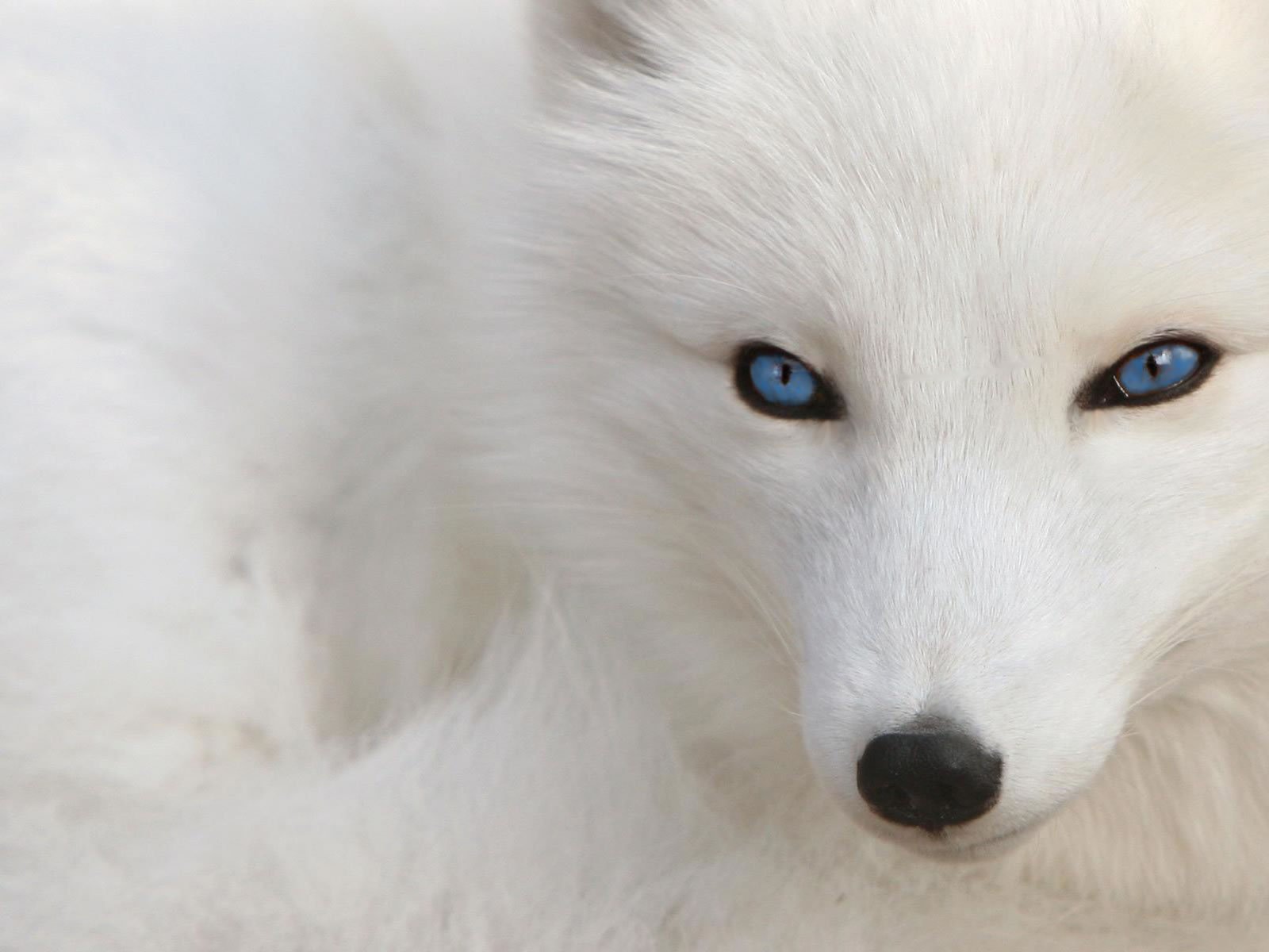 White Wolf Dog HD Wallpaper Background