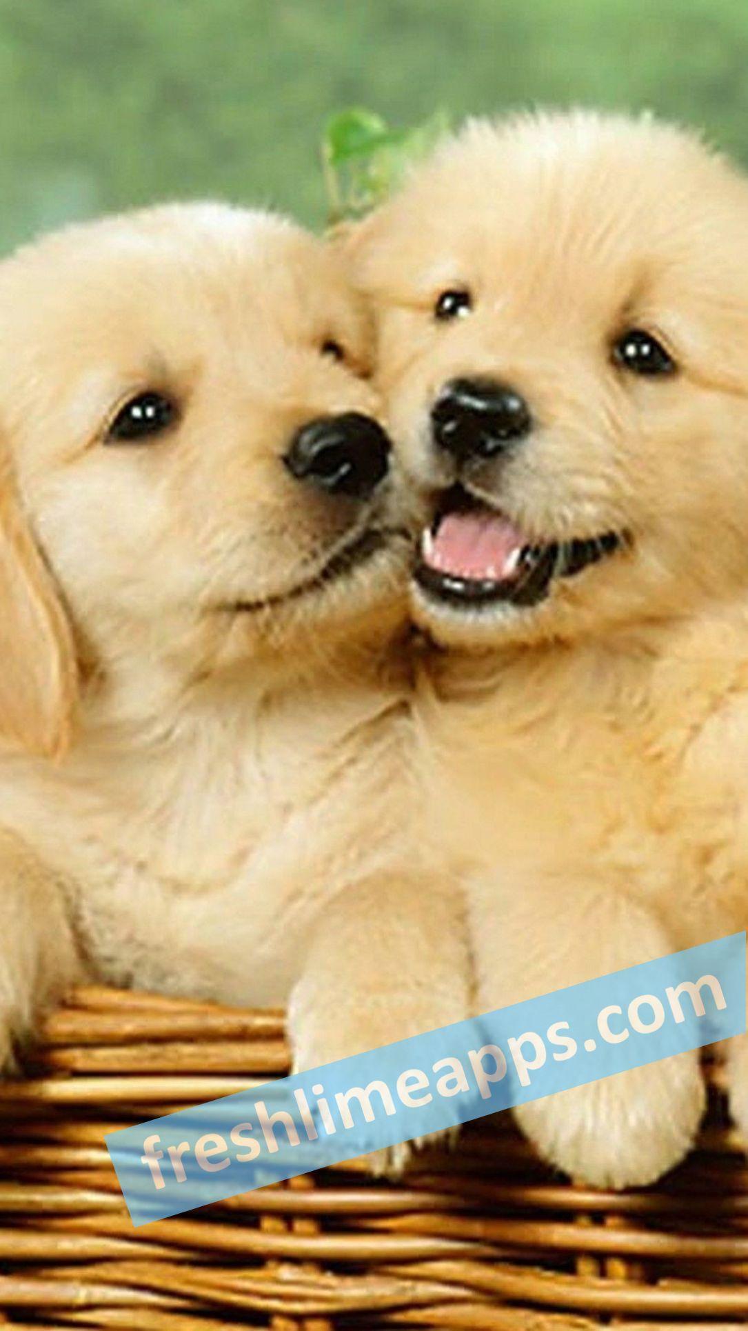 Cute Dogs HD Wallpaper For Android Apk