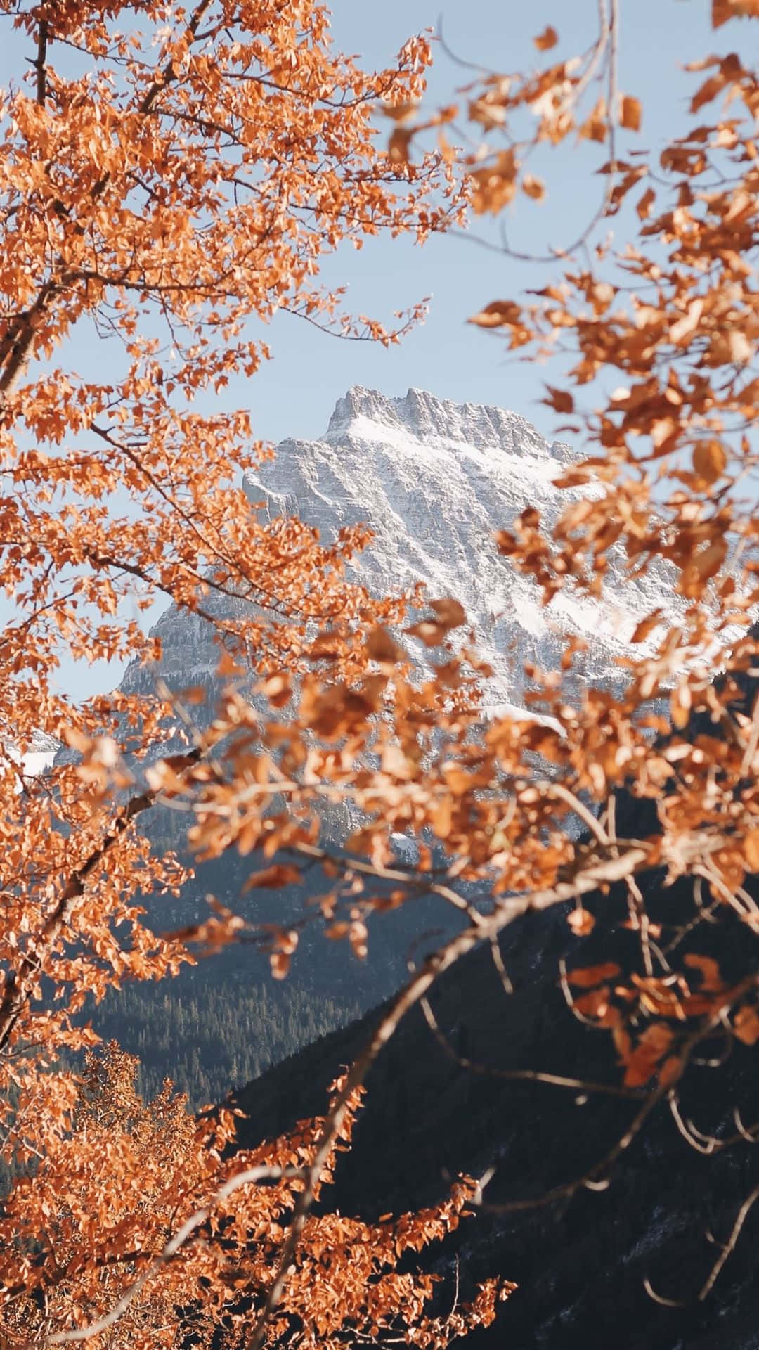 Autumn iPhone Plus With A Snowy Mountain Wallpaper