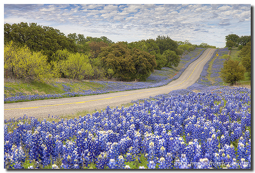 Texas Bluebon Highway Hill Country Photo Sharing