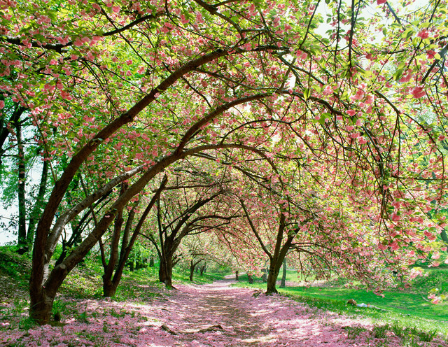 Central Park Spring Cherry Blossoms Wall Art Contemporary Wallpaper