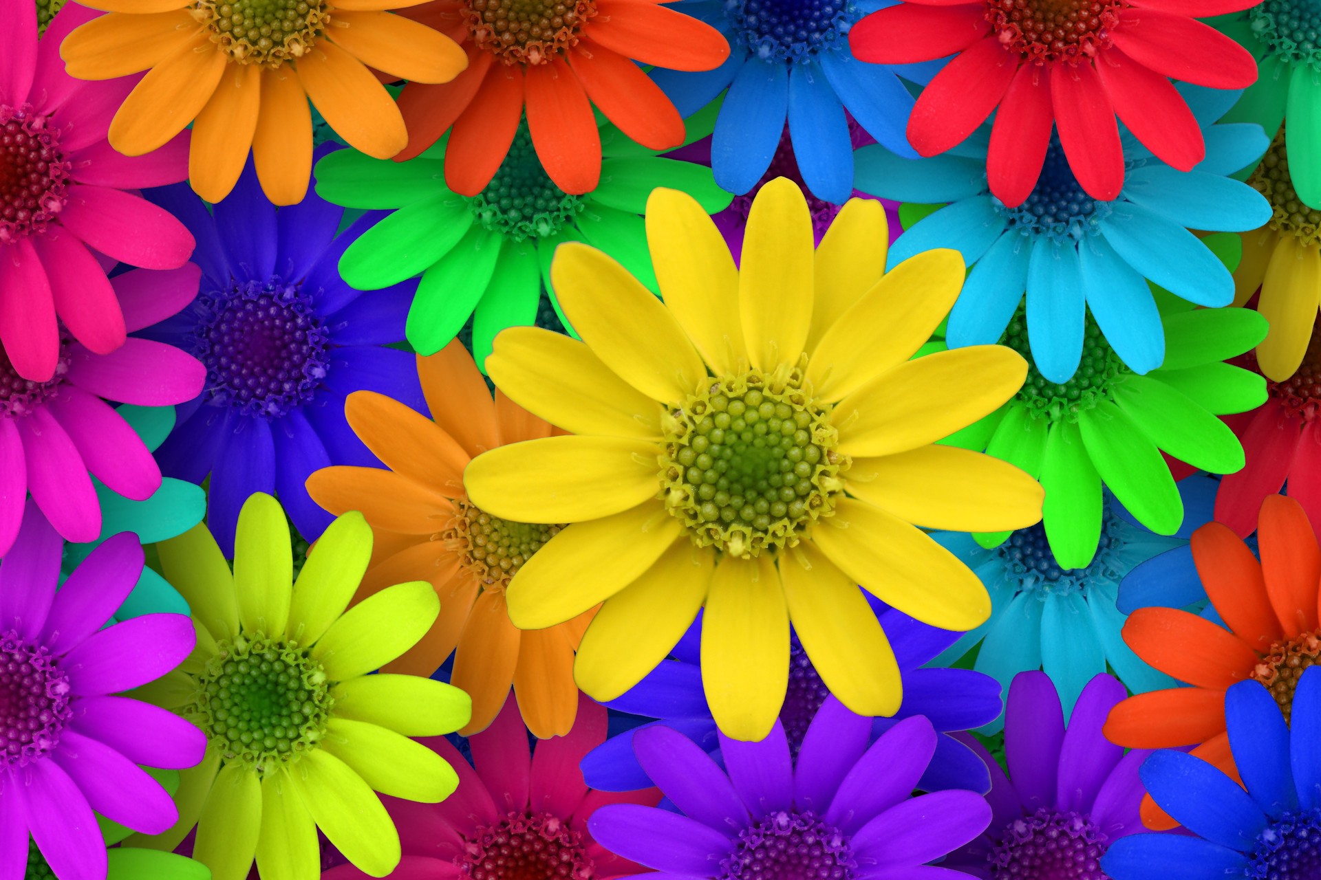 Colorful Flower Ogq Background HD