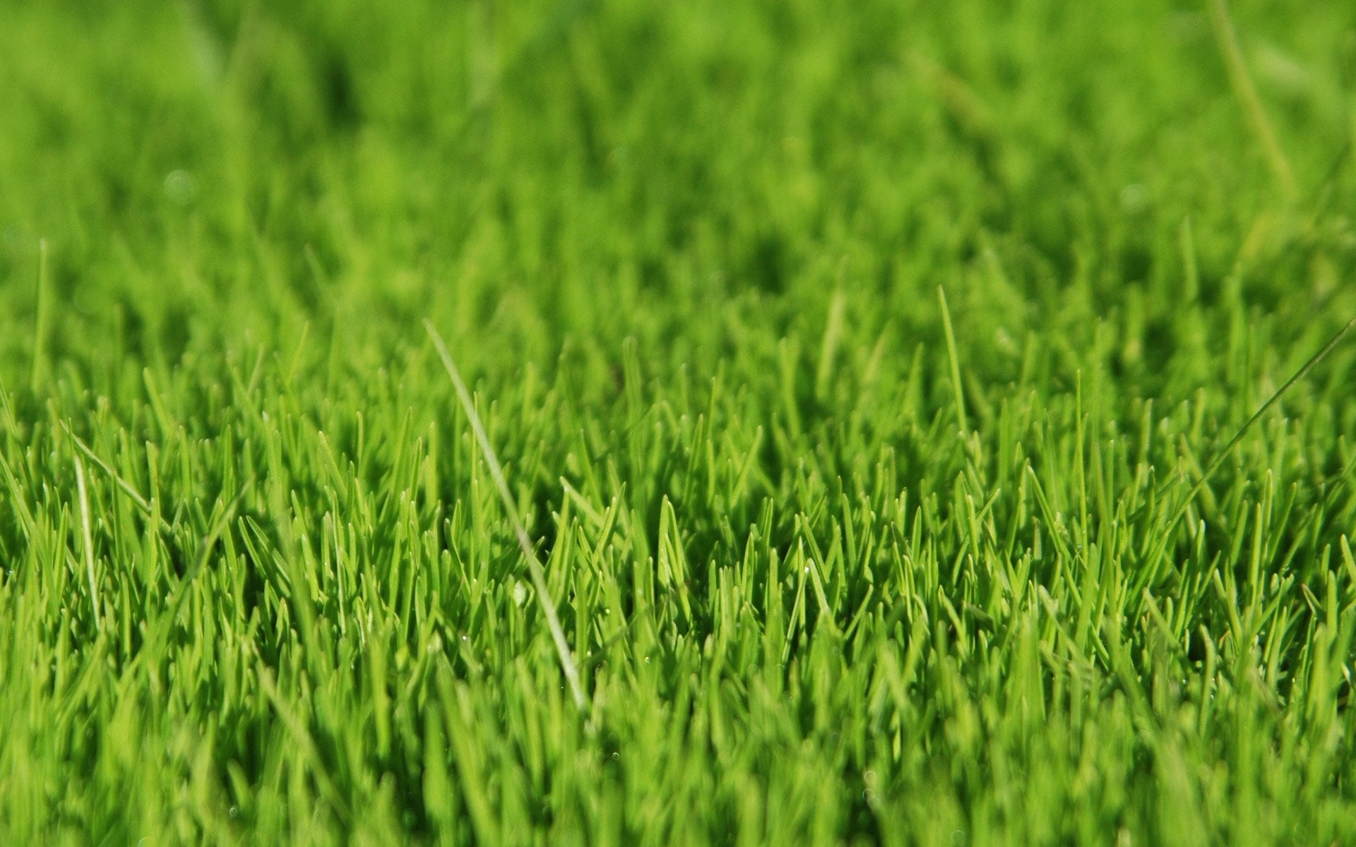 Grass HD Wallpaper Background Image Id