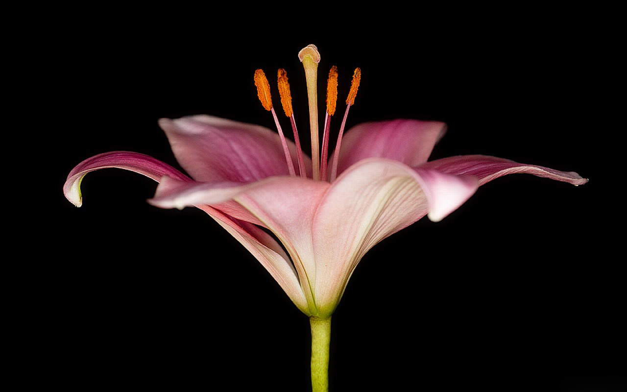 Pink Flower Wallpaper HD Desktop Widescreen For Mobile Designs