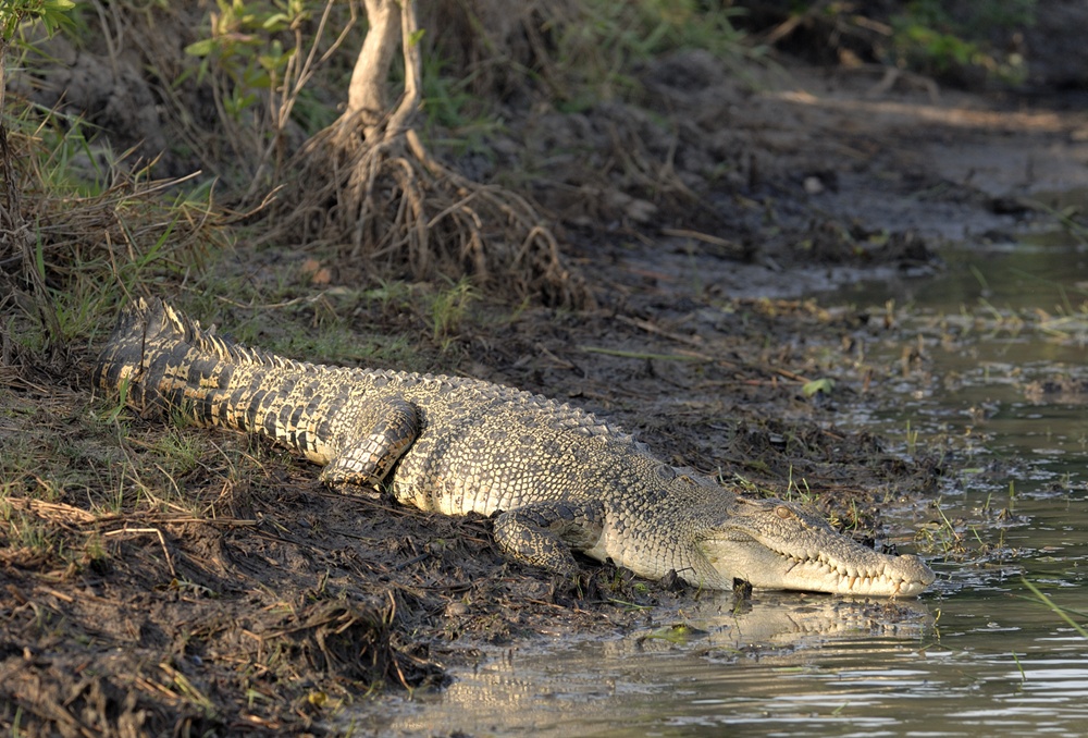 Crocdile And Alligator Image Saltwater Crocodile HD Wallpaper