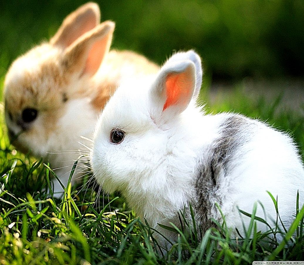 Cute Wallpaper For Windows Best HD