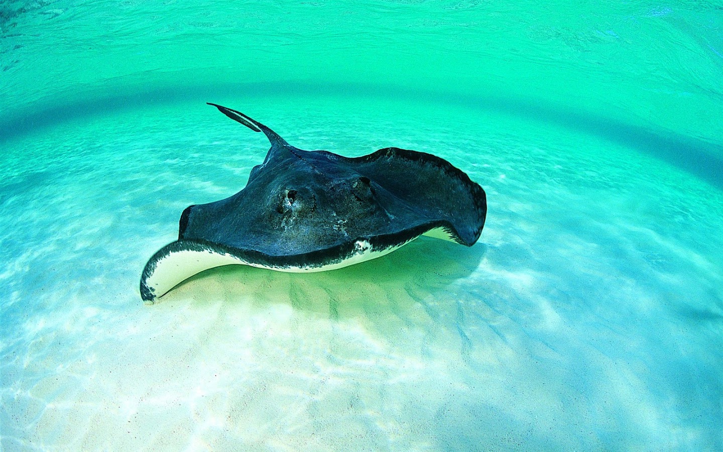Stingray Wallpaper APK for Android Download