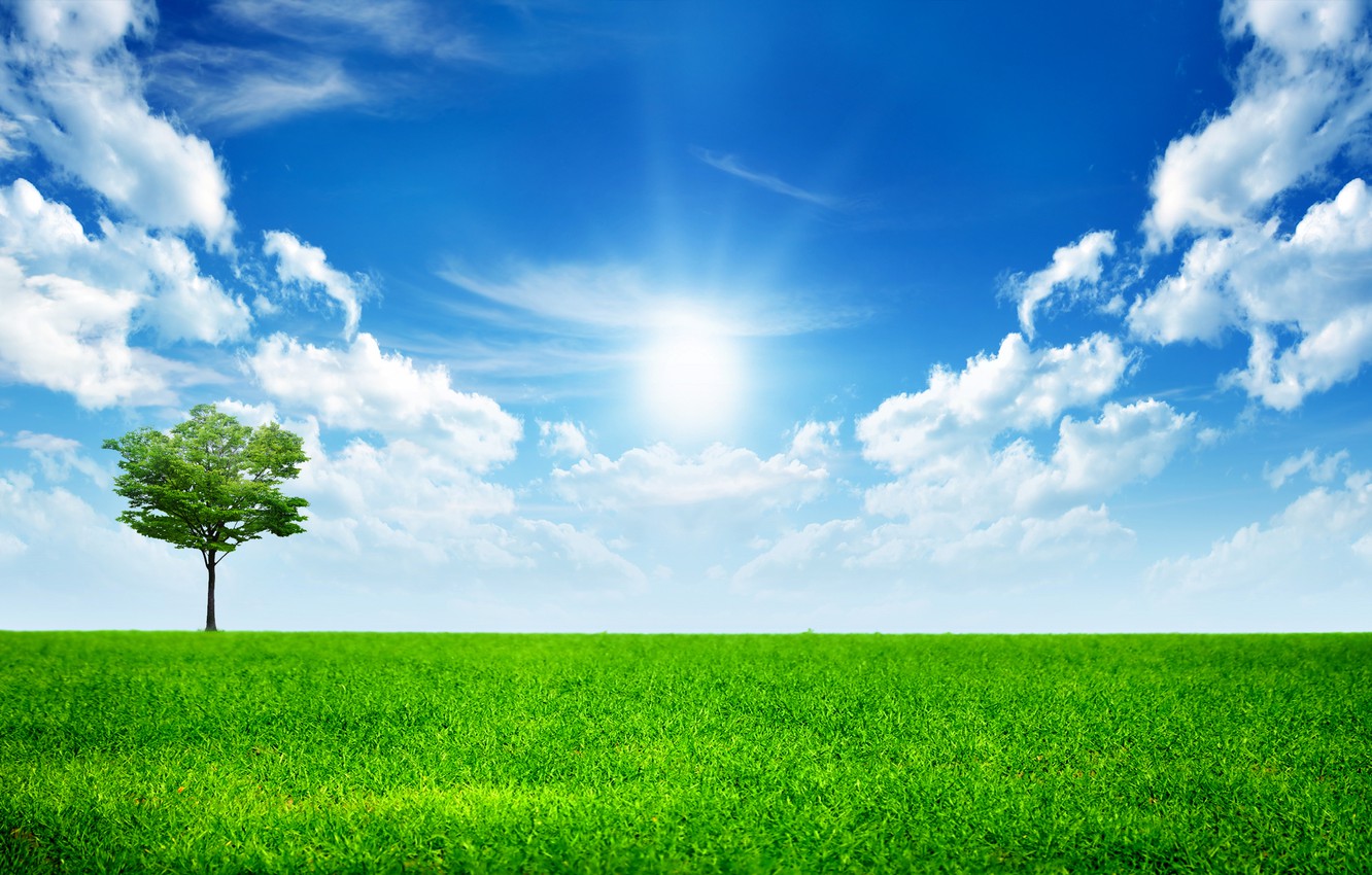 Wallpaper The Sky Grass Clouds Tree Green Trees
