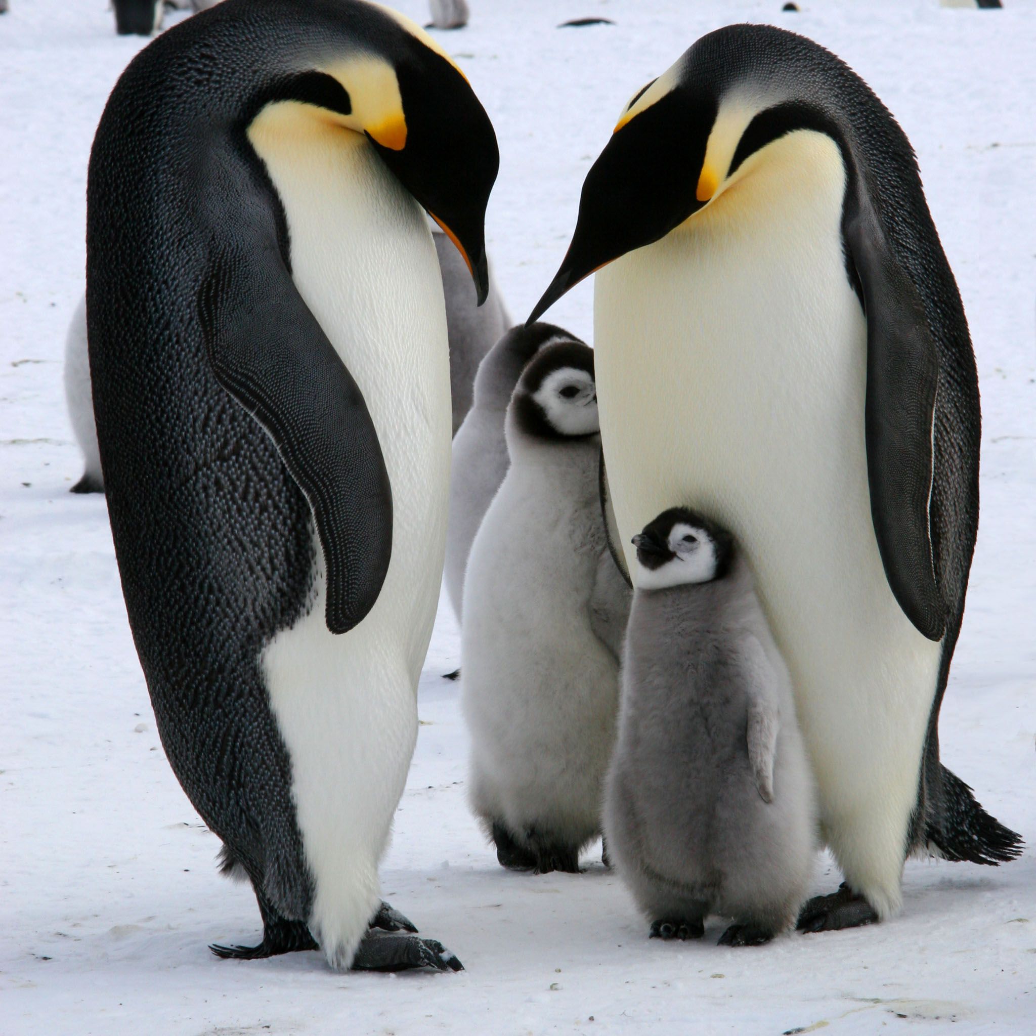 emperor penguins Emperor Penguin Family Antarctica 2048 x 2048