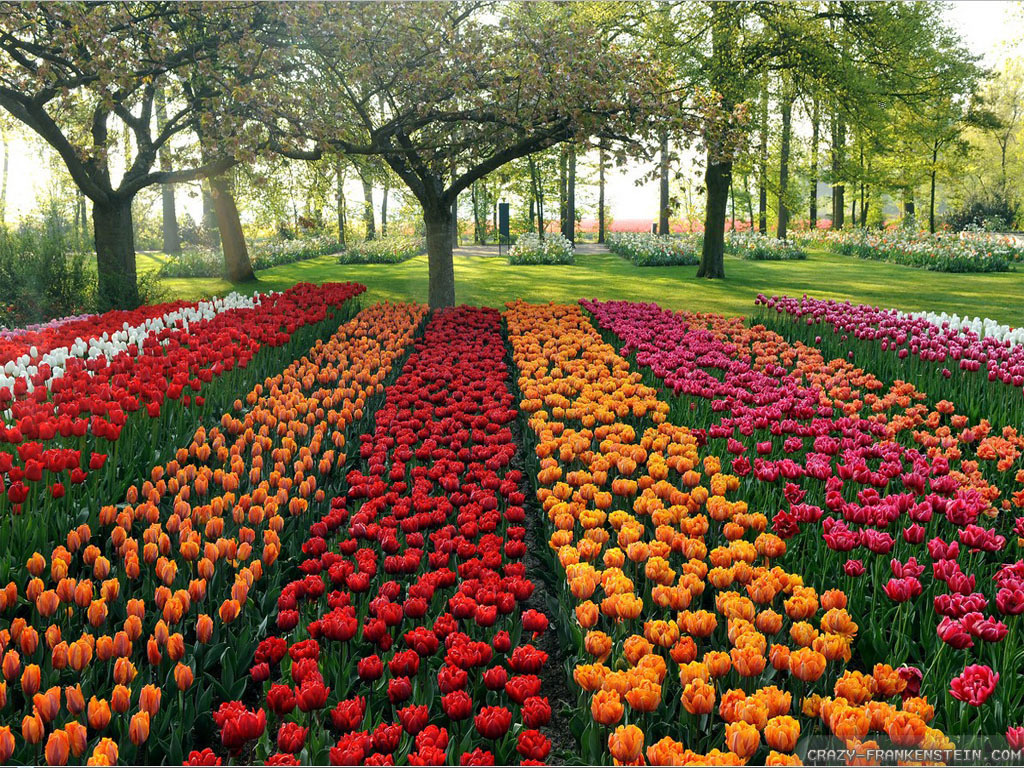 Rows Beautiful Flower Garden Wallpaper Jpg The Classy