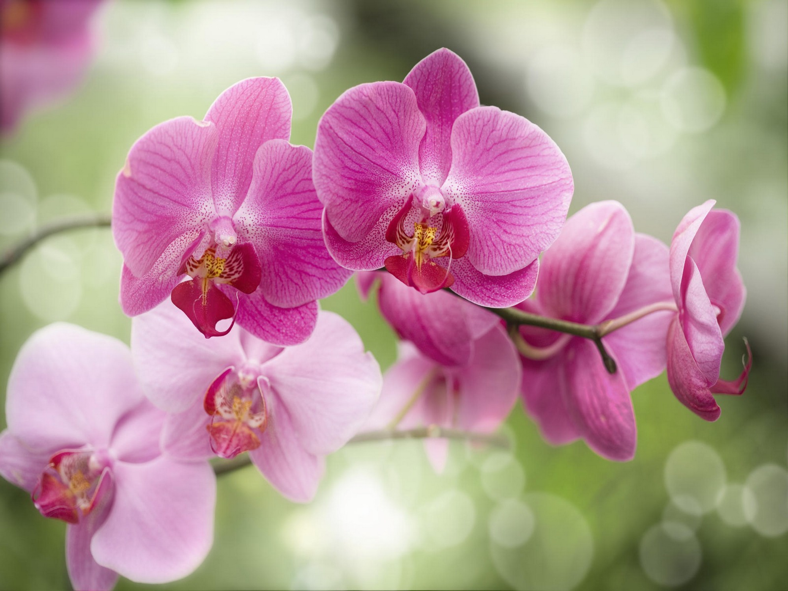 Wonderful Orchid Wallpaper Full HD Pictures