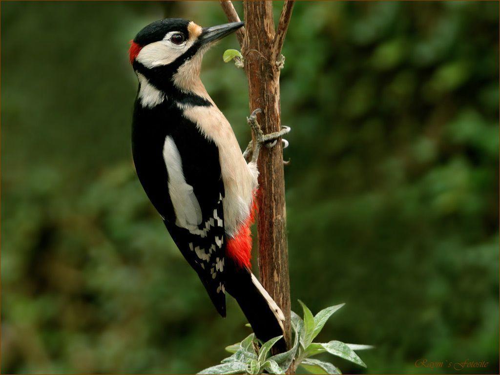 Woodpecker Wallpaper