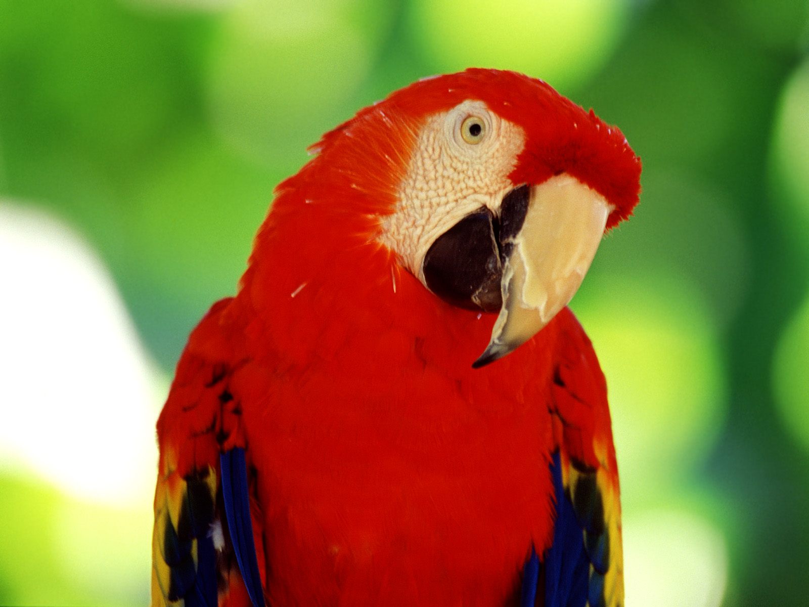 Desktop Macaw Birds Pictures Wallpaper
