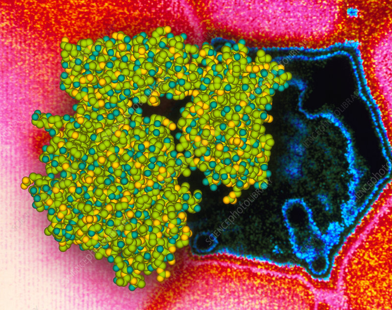Viral Enzyme Neur Aminidase On Flu Virus Stock Image A605