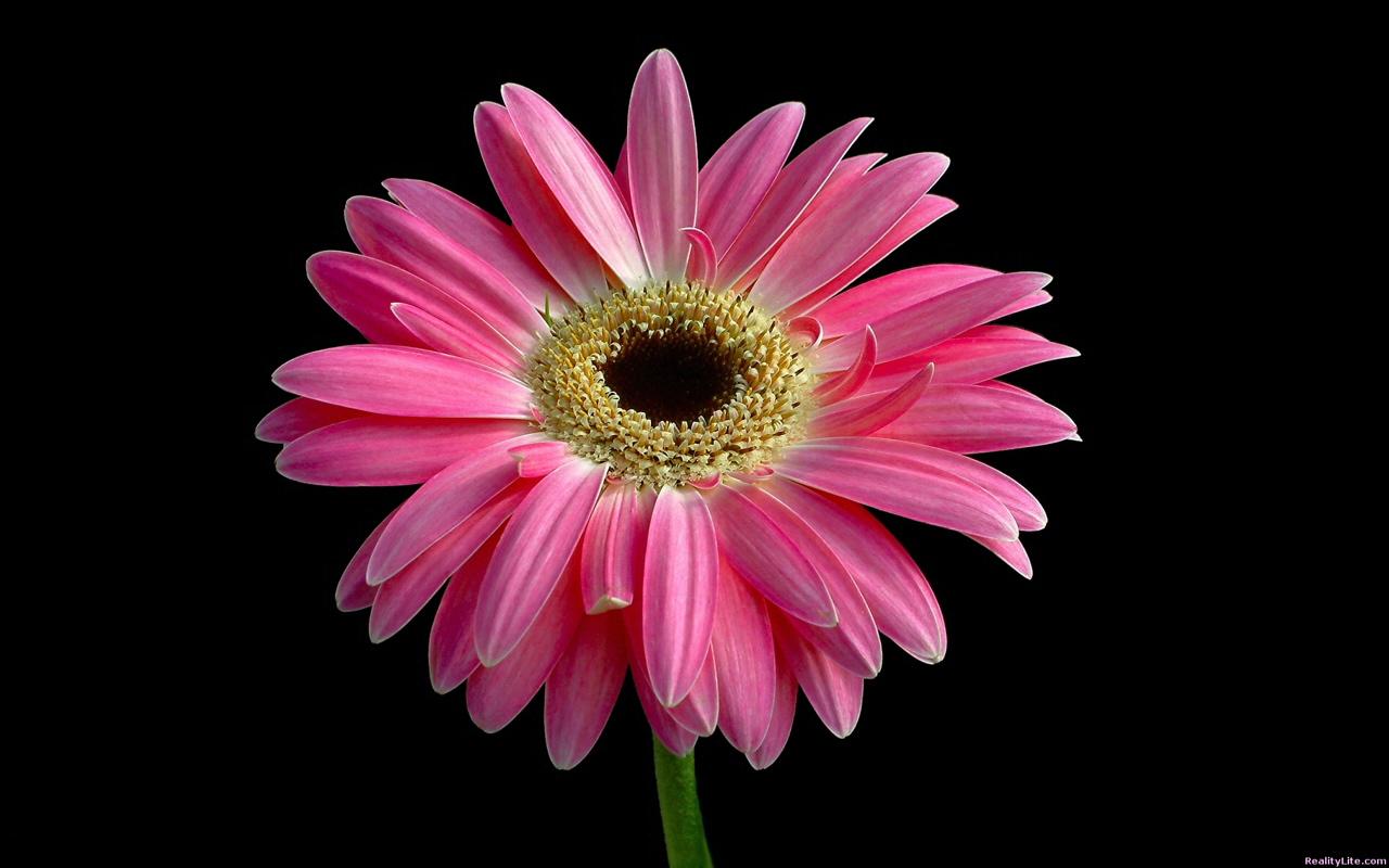 Flowers Wallpaper HD Widescreen Beautiful Pink Daisy