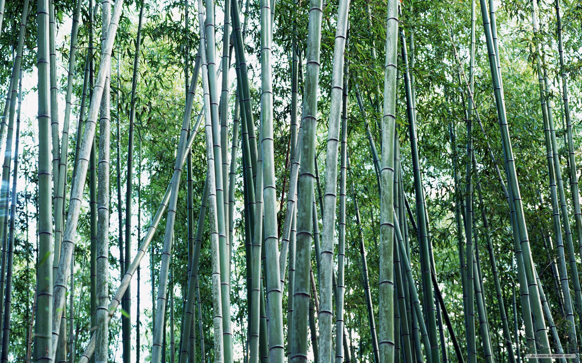 Nature Bamboo Forest Background Full HD Desktop Wallpaper Wallinda