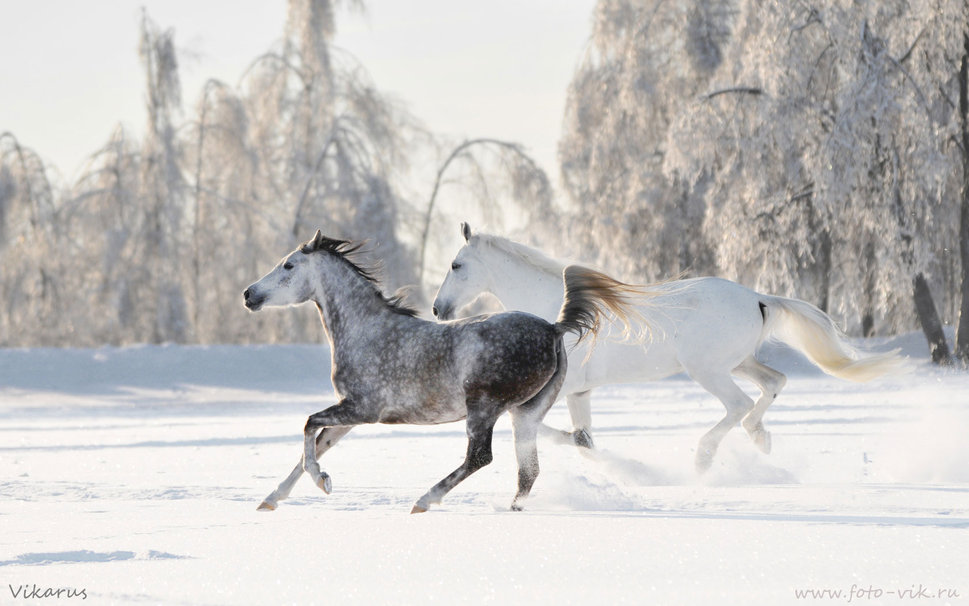 Snow Horses Running In The Winter Wallpaper