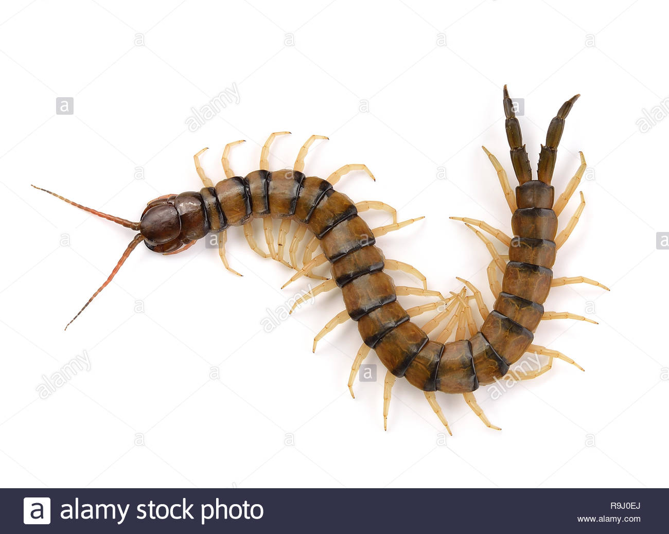 🔥 Free Download Centipede On White Background Stock Photo [1300x1038 