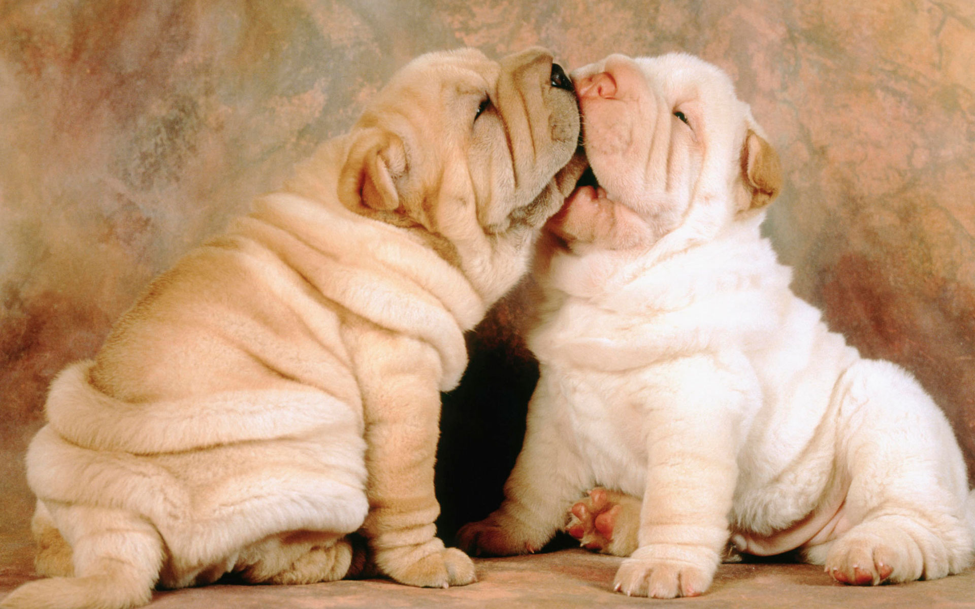 Cute Shar Pei Dogs Photo And Wallpaper Beautiful