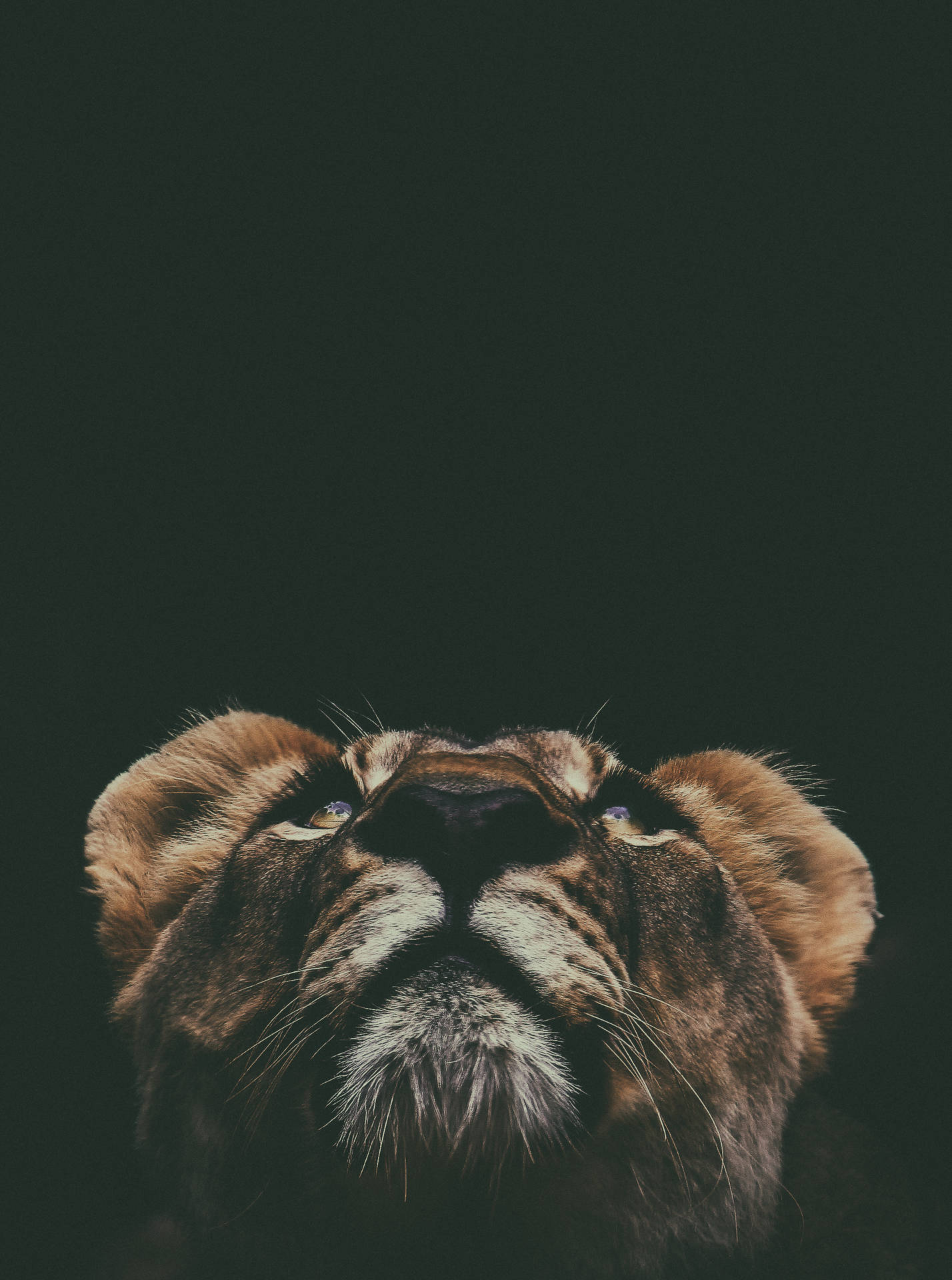 Cool Lion Wallpaper