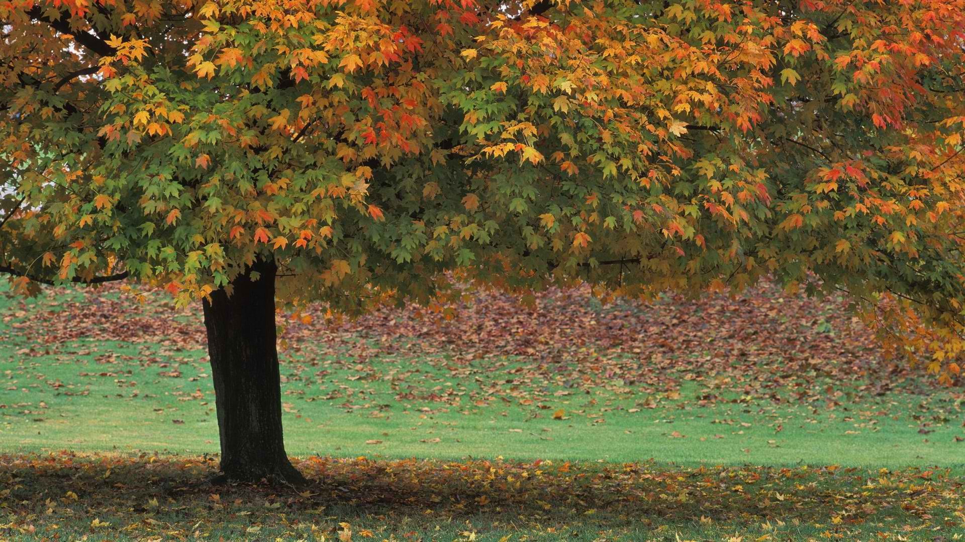 Autumn World Wallpaper Brown Parks