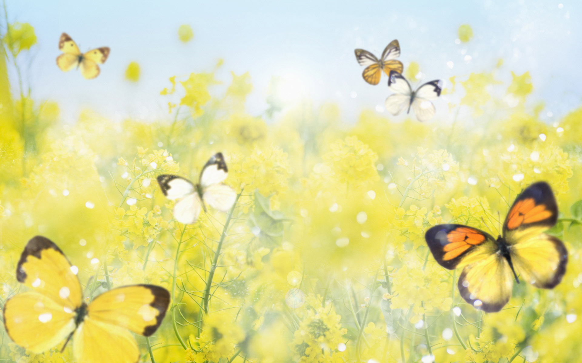 57+] Beautiful Butterfly Wallpapers Desktop - WallpaperSafari
