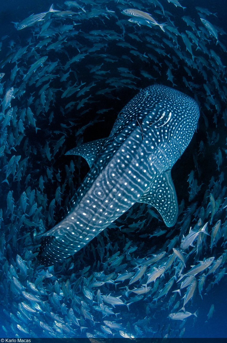 Whale Shark iPhone Wallpaper