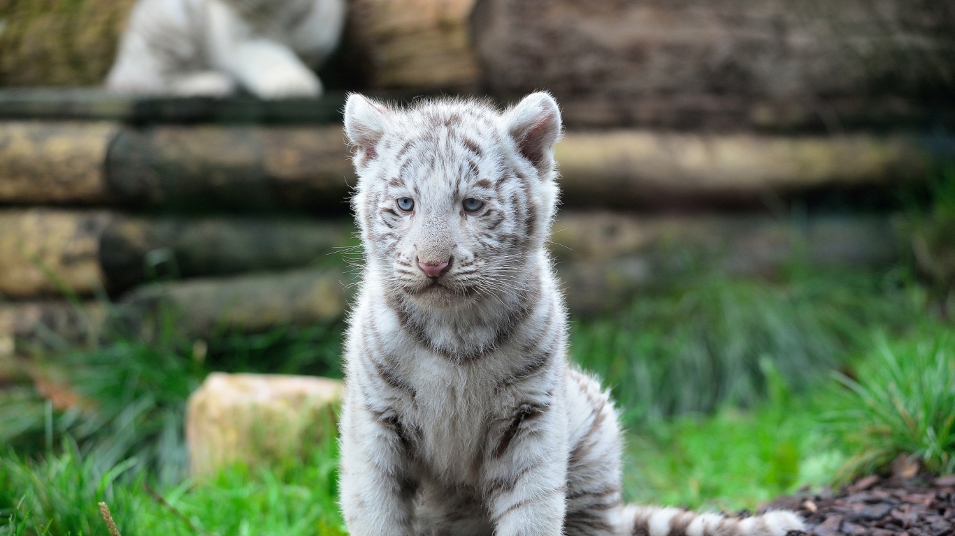 White Tiger Cub Wild Cat Predator Animal Wallpaper