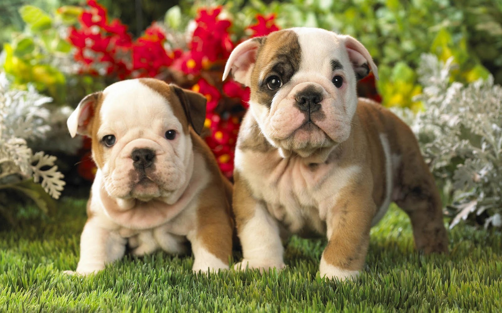HD English Bulldog Puppies Dogs Wallpaper Background Pictures