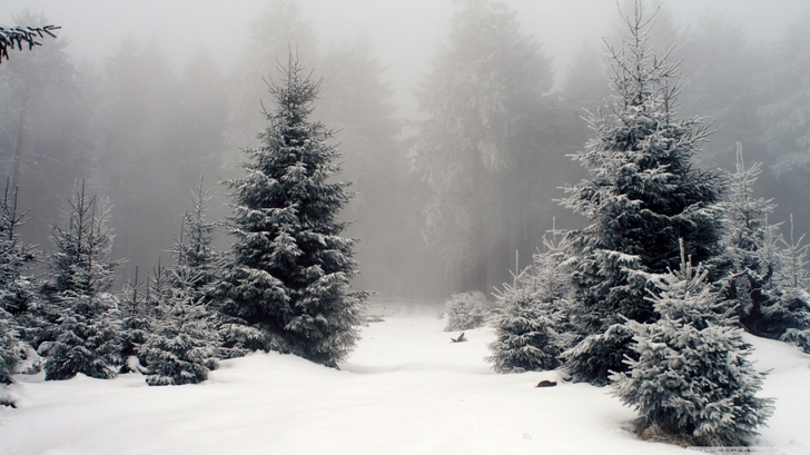 winter snow fog spruce pine trees High Quality WallpapersHigh