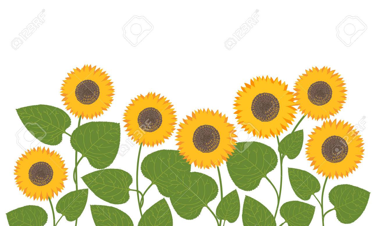 Vector Field Of Sunflowers Background Royalty Cliparts