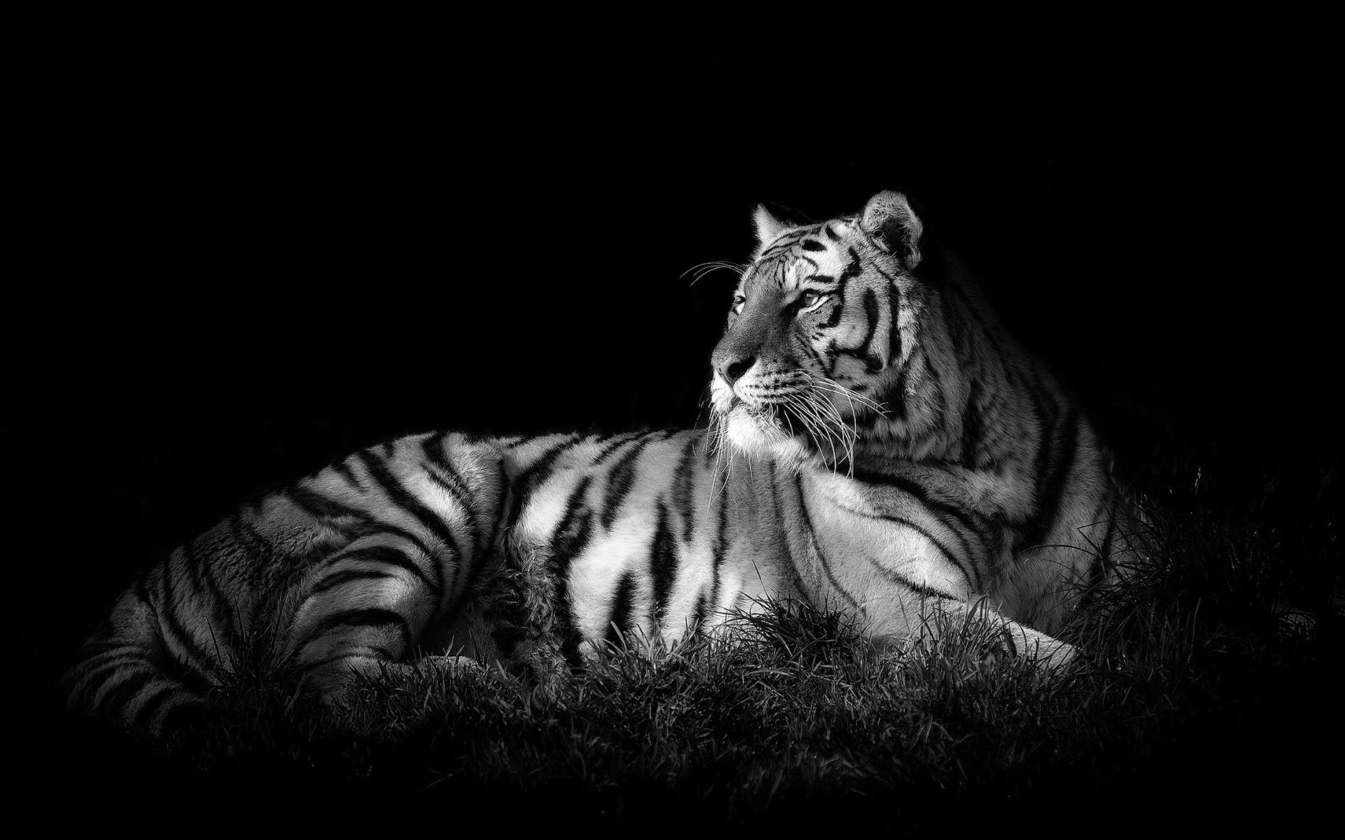 white tiger desktop backgrounds