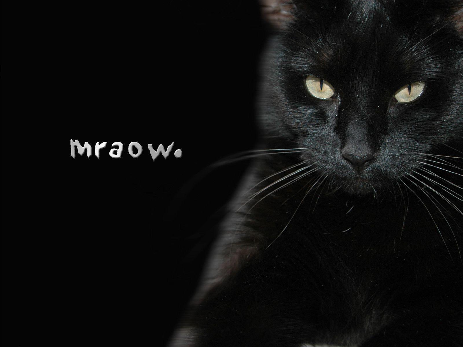 Black Cat Desktop Wallpaper Pictures To Pin