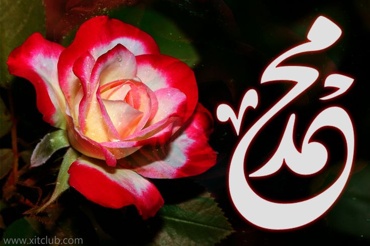 Muhammad Name Wallpaper Islamic